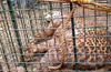 Leopard entangled in wire rescued near Manipura